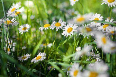 Çiçeklenme. Papatya çayı. Çiçek papatya alan, yaz, seçici odak bir çayır üzerinde papatya çiçeği