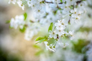Mavi gökyüzüne karşı kiraz çiçekleri açar
