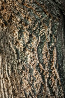 kuru ağaç kabuğu dokusu arkaplanı
