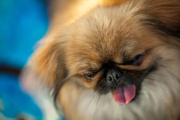 portrait of a Pekingese Dog at a Dog show