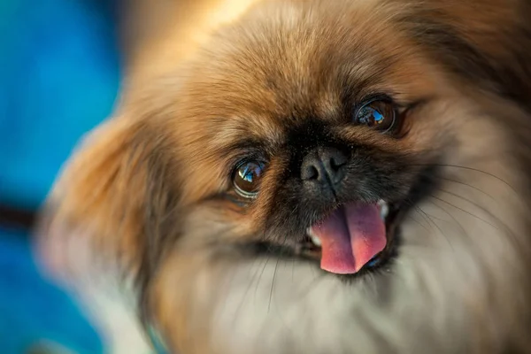 bir fino köpeği köpek gösterisi portresi