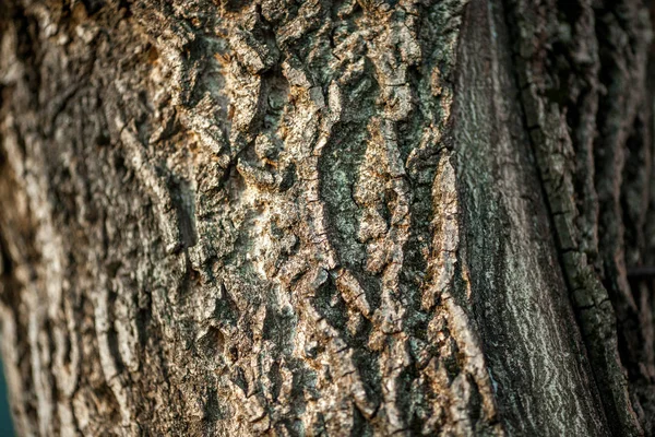 Dry Tree Bark Texture Background — Stock Photo, Image