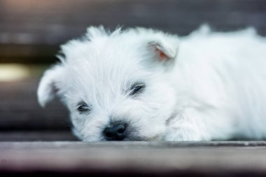 kukla Batı Dağlık beyaz korkunç westie köpek Park'ta açık havada ahşap bir bankta
