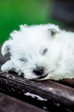 kukla Batı Dağlık beyaz korkunç westie köpek Park'ta açık havada ahşap bir bankta
