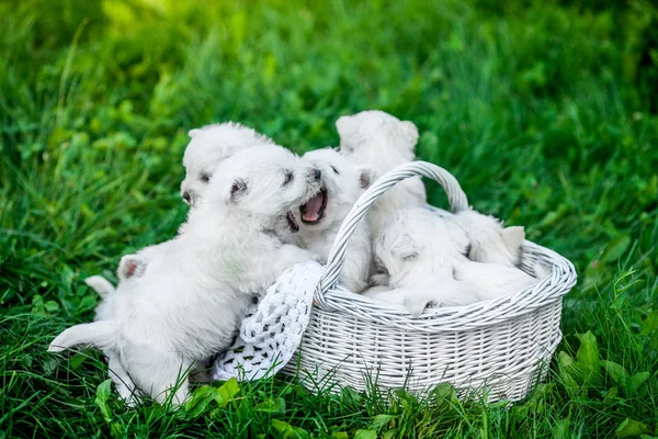 Seven Puppies West Highland White Terrier Basket Beautiful Lights Background — Stock Photo, Image