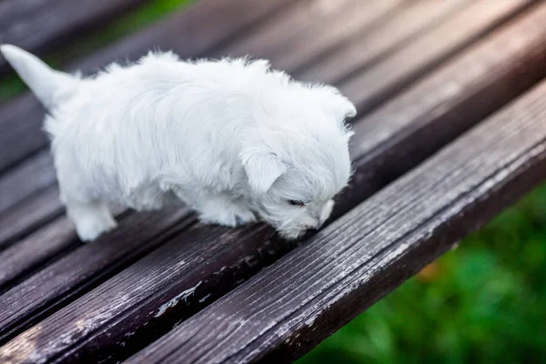 kukla Batı Dağlık beyaz korkunç westie köpek Park'ta açık havada ahşap bir bankta