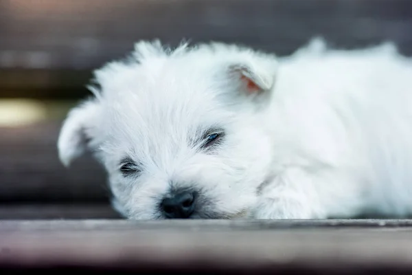 Szczenięta West Highland White Terrier Pies Westie Drewnianej Ławce Świeżym — Zdjęcie stockowe
