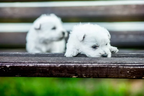 kukla Batı Dağlık beyaz korkunç westie köpek Park'ta açık havada ahşap bir bankta