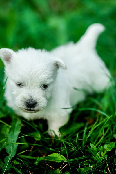 West Highland White Terrier Encontra Grama Verde — Fotografia de Stock