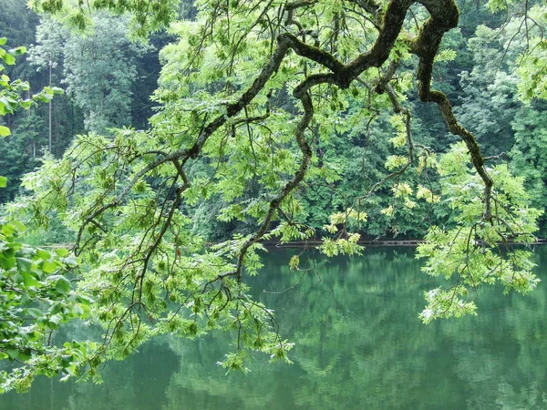 Park Mieście Romanshorn — Zdjęcie stockowe