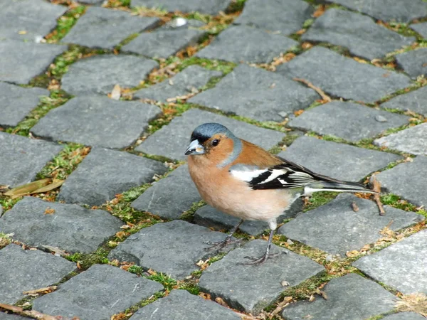 Petit Oiseau Sur Les Rochers — Photo