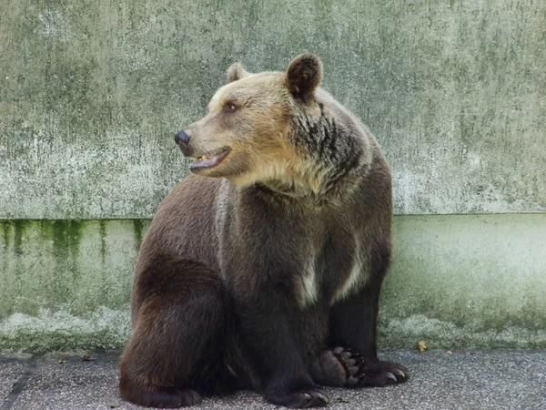 熊在动物园在萨格勒布 — 图库照片