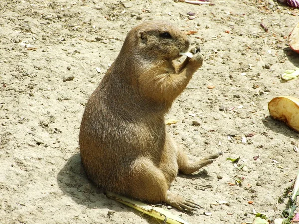 Gryzonie Zoo Zagrzebiu Zoo Maksimir — Zdjęcie stockowe