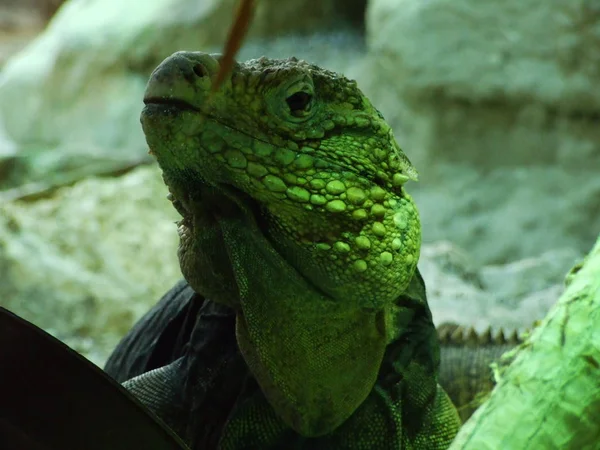 Lizard Zoo Zagreb Zoo Maksimir — Stock Photo, Image