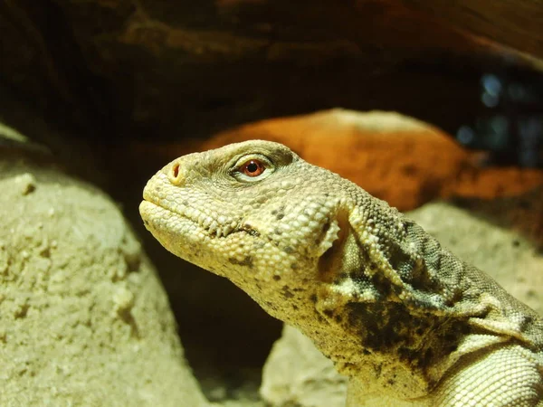 Zagreb Hayvanat bahçesi - Hayvanat Bahçesi Maksimir kertenkele
