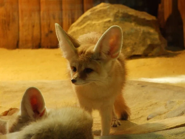 Desert fox at the zoo in Zagreb - zoo Maksimir