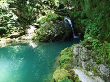 Küçük bir şelale yeşil orman nehre düşüyor