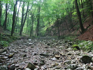 Taze orman Sisli sabah doğar Milli Parkı