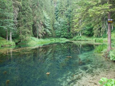 Kaynak ormanın içinde dağ Nehri