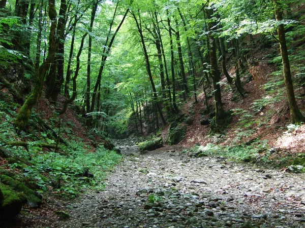 Verse Bos Mistige Ochtend Het Risnjak Nationaal Park — Stockfoto