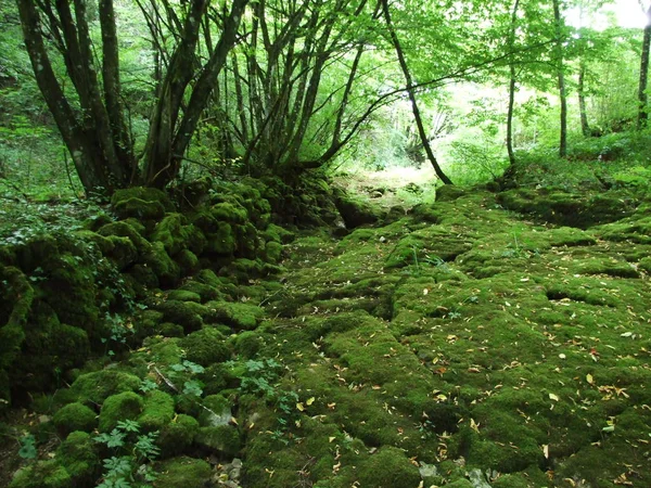 Mossy Pierres Envahies Dans Paysage Forestier — Photo