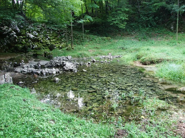Source Ruisseau Montagne Dans Forêt — Photo