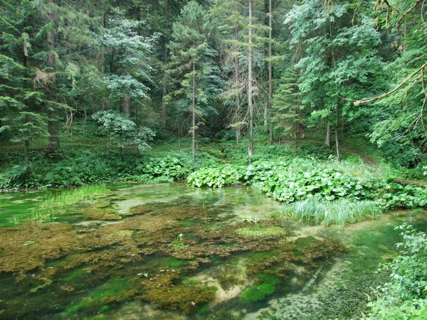 Quelle Des Gebirgsflusses Wald — Stockfoto