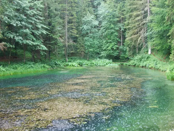Quelle Des Gebirgsflusses Wald — Stockfoto