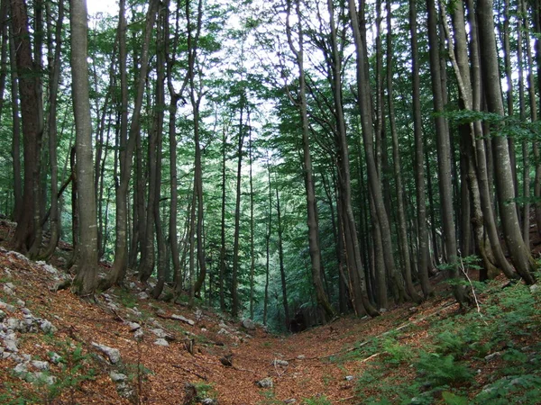 Ein Bergwaldpfad Nationalpark — Stockfoto