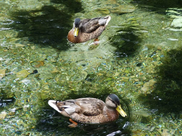 Los Patos Fuente Del Río Bosna Sarajevo — Foto de Stock