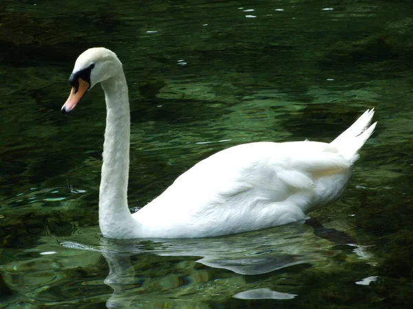 Swan Źródła Rzeki Bosna Sarajewie — Zdjęcie stockowe