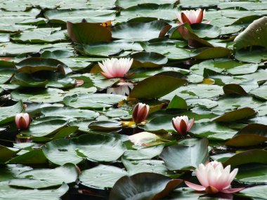 St. Gallen geleneksel bir balkonda