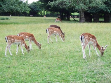 Park Peter ve Paul hayvanlarda