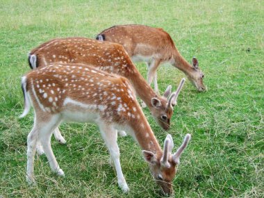 Park Peter ve Paul hayvanlarda