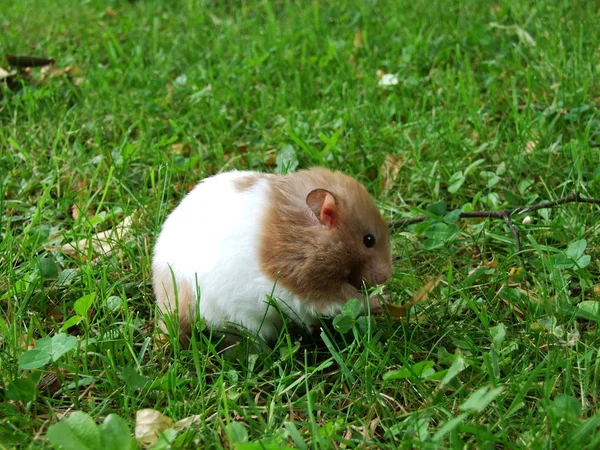 Hamster Grama — Fotografia de Stock