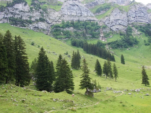 Frontière Des Forêts Conifères Dans Les Alpes — Photo