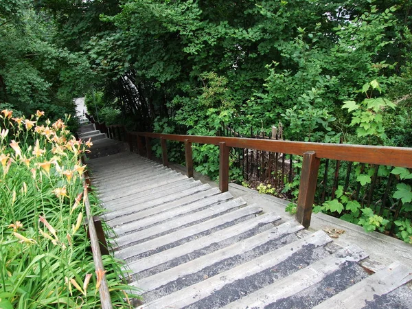 Una Escalera Vegetación — Foto de Stock