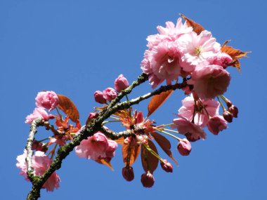 Kiraz çiçekleri çiçek gökyüzüne bir bak