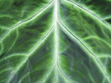 Bir botanik bahçesi içinde egzotik bir tropikal bitki dokusu