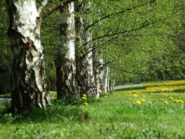 Bahar ve St. Gallen doğada uyanışı