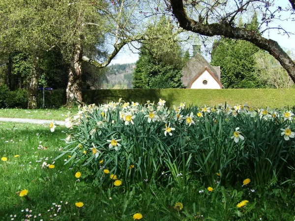 Llegada Primavera Despertar Naturaleza Gallen — Foto de Stock