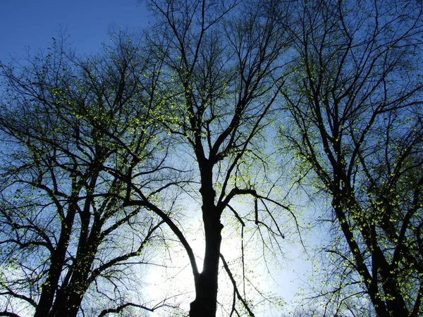 Manantial Mirando Cielo Desde Parque Del Despertar — Foto de Stock