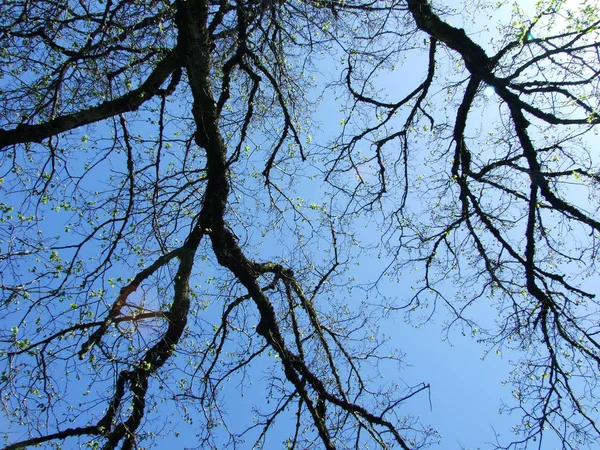 Manantial Mirando Cielo Desde Parque Del Despertar — Foto de Stock