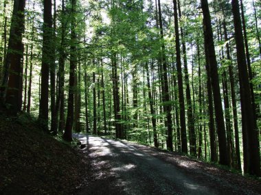 İsviçre Alpleri'nde badanalı orman içinde derin Günışığı gölgeler