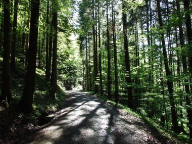 İsviçre Alpleri'nde badanalı orman içinde derin Günışığı gölgeler