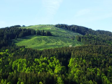 Karışık bir ormanın ortasında Alpine mera