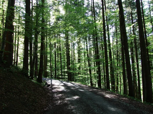 İsviçre Alpleri'nde badanalı orman içinde derin Günışığı gölgeler