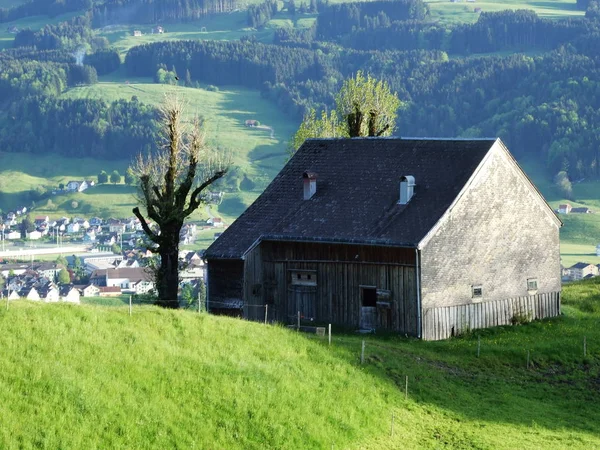 スイス アルプス牛は屋外スタンド — ストック写真