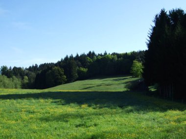 Çayır ve orman yakınındaki Gossau şehir (Canton St. Gallen, İsviçre)