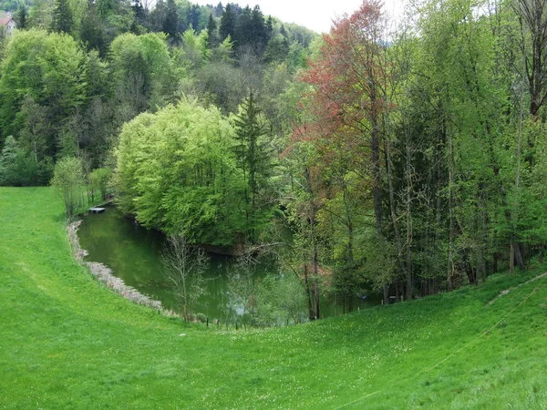 Göl Kenarında Ormanın Gossau Canton Gallen Sviçre — Stok fotoğraf